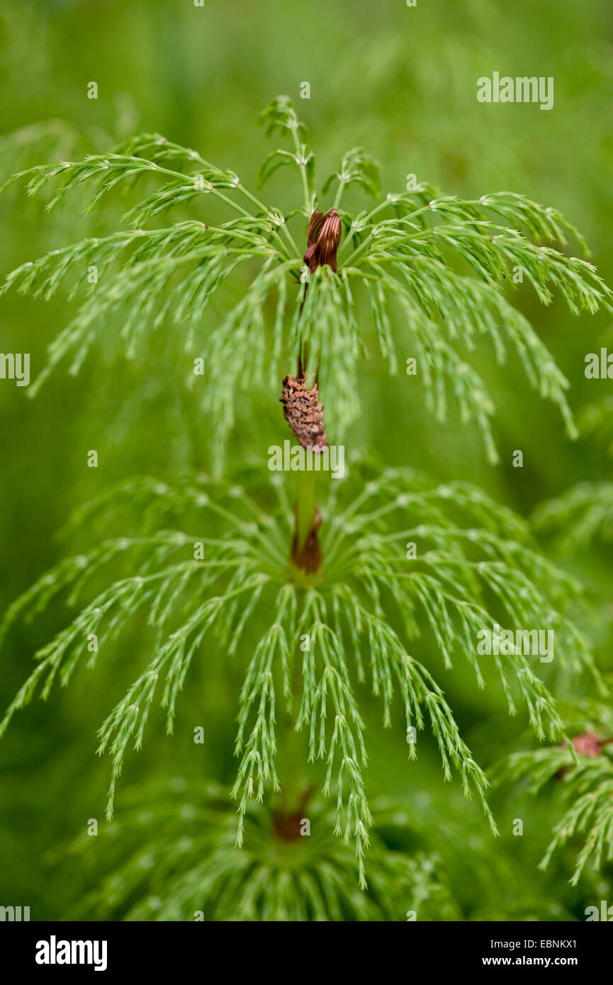 Sylvan equiseto, legno equiseto, bosco equiseto (Equisetum sylvaticum), il germoglio, Germania Foto Stock