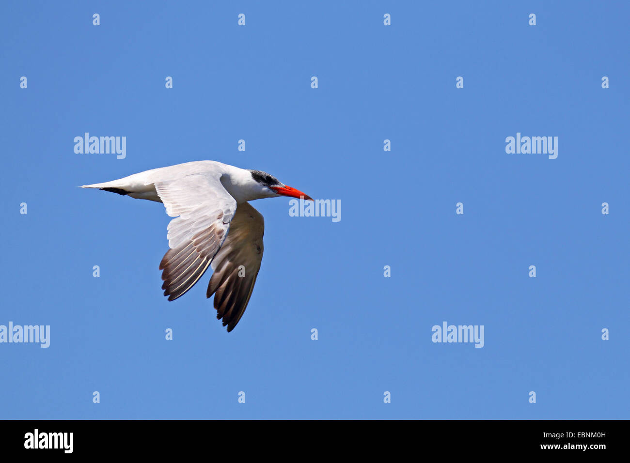 Caspian tern (Hydroprogne caspia, Sterna caspia), volo di uccelli, STATI UNITI D'AMERICA, Florida Foto Stock