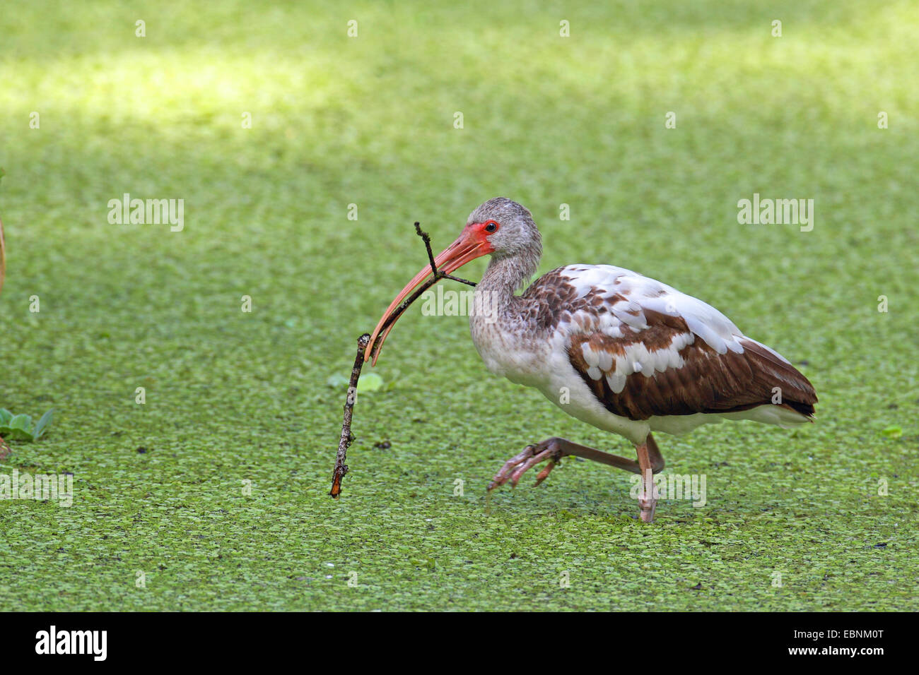 Bianco (ibis Eudocimus albus), immaturi wades uccelli in un lago con una succursale in bolletta, STATI UNITI D'AMERICA, Florida Foto Stock