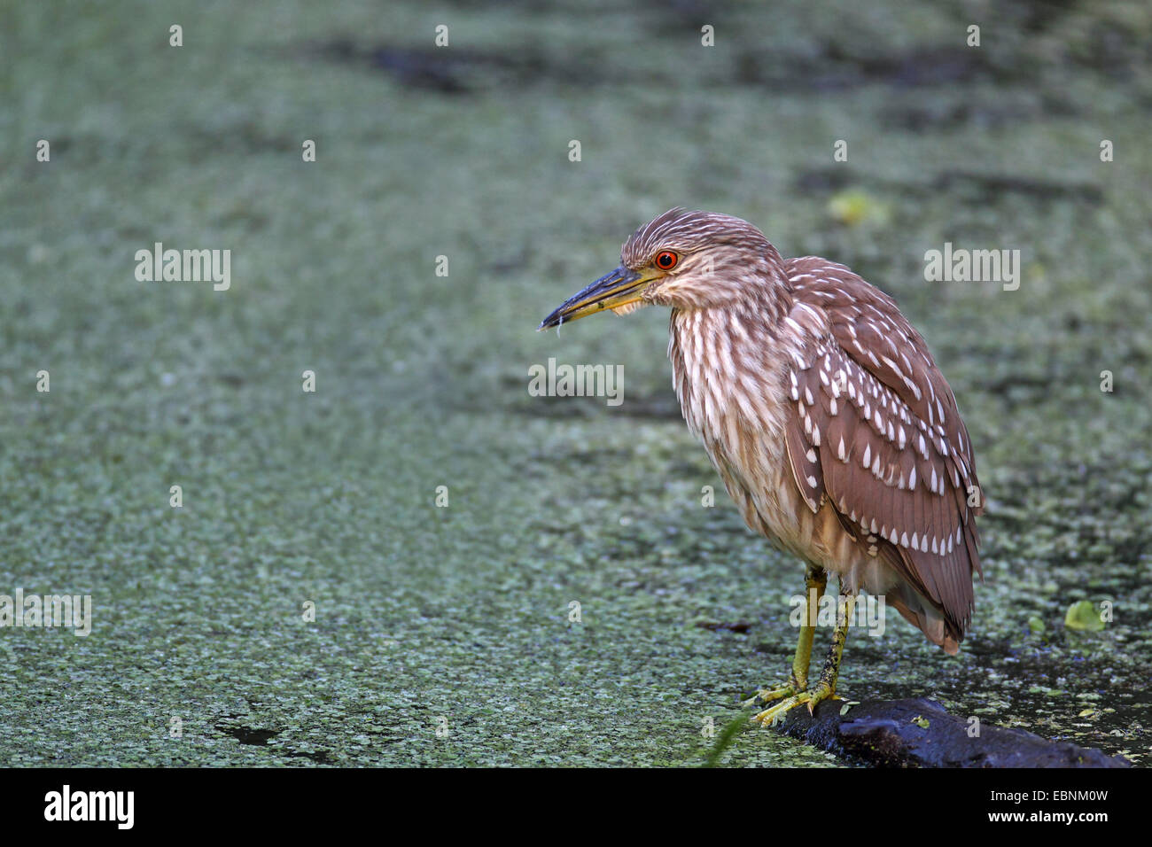 Nitticora (Nycticorax nycticorax), immaturi uccello cerca di cibo in un lago, STATI UNITI D'AMERICA, Florida Foto Stock
