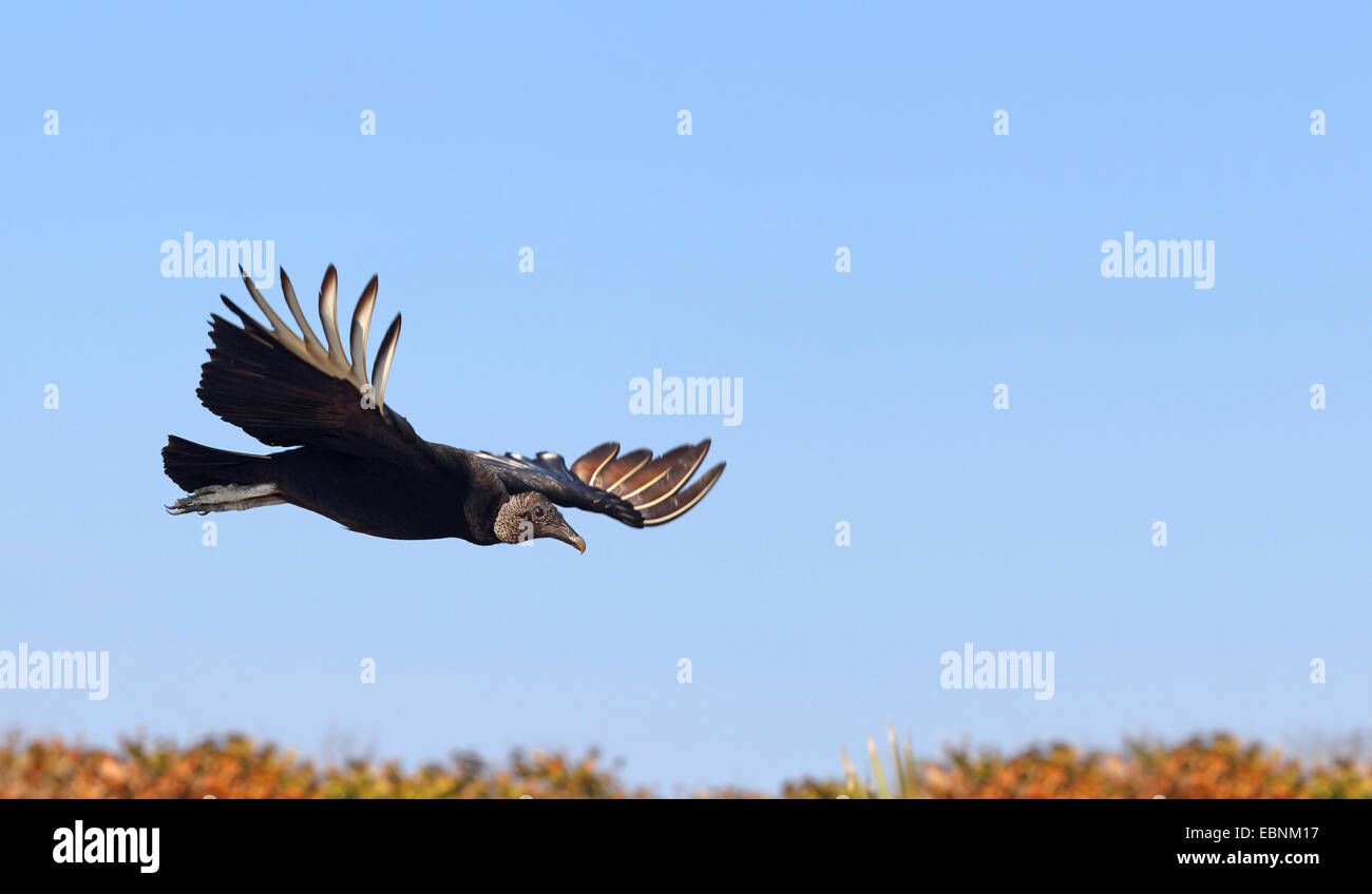 American avvoltoio nero (Coragyps atratus), volo di uccelli, STATI UNITI D'AMERICA, Florida Foto Stock