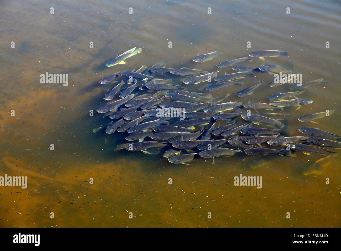 Mozambico tilapia, Mozambico mouthbreeder, Blu Tilapia (Tilapia mossambica, Oreochromis mossambicus), scuola di pesce oltre la buca di deposizione delle uova, STATI UNITI D'AMERICA, Florida Foto Stock