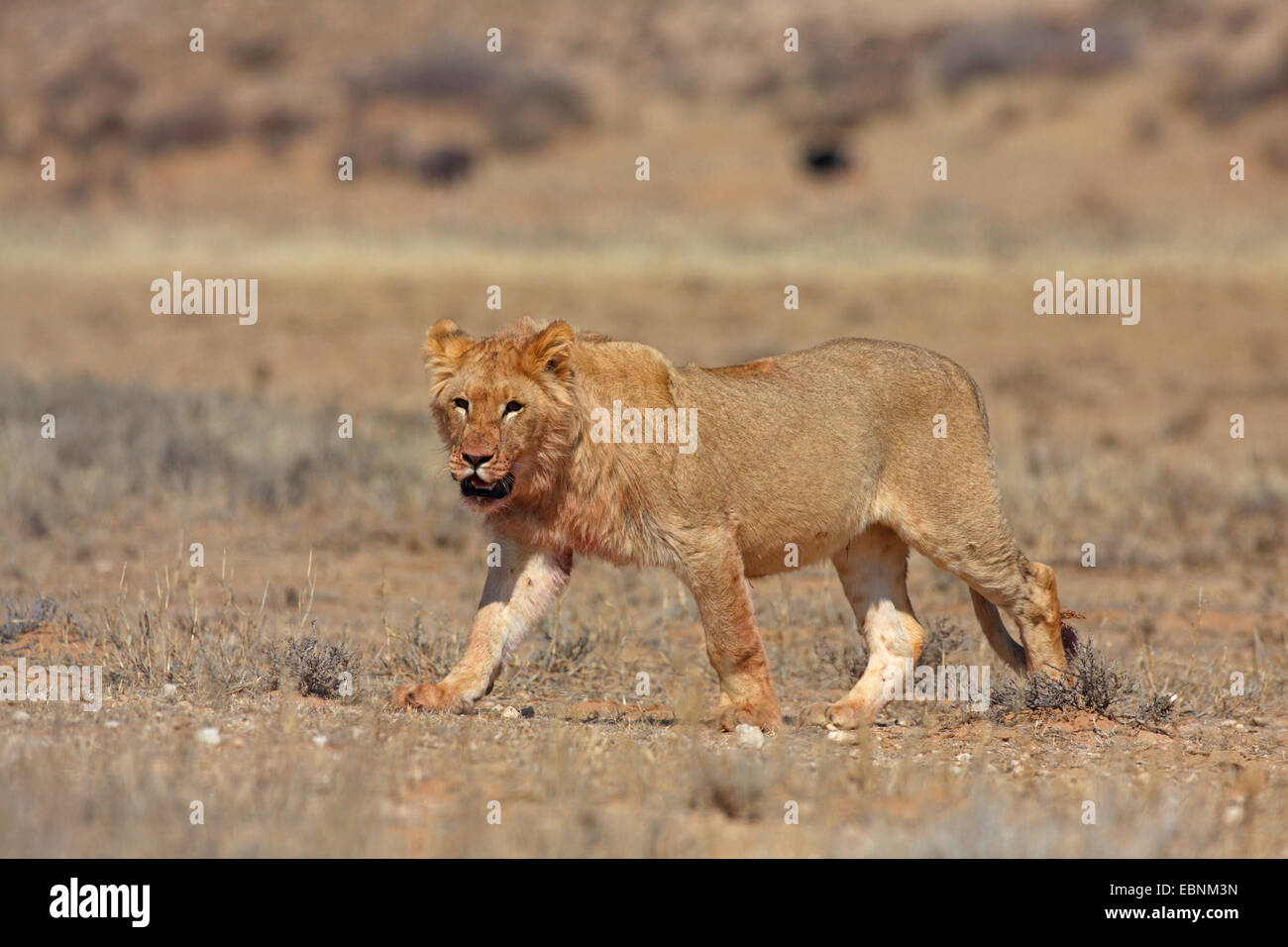 Lion (Panthera leo), giovane maschio in un semi-deserto, Sud Africa, Kgalagadi transfrontaliera Parco Nazionale Foto Stock