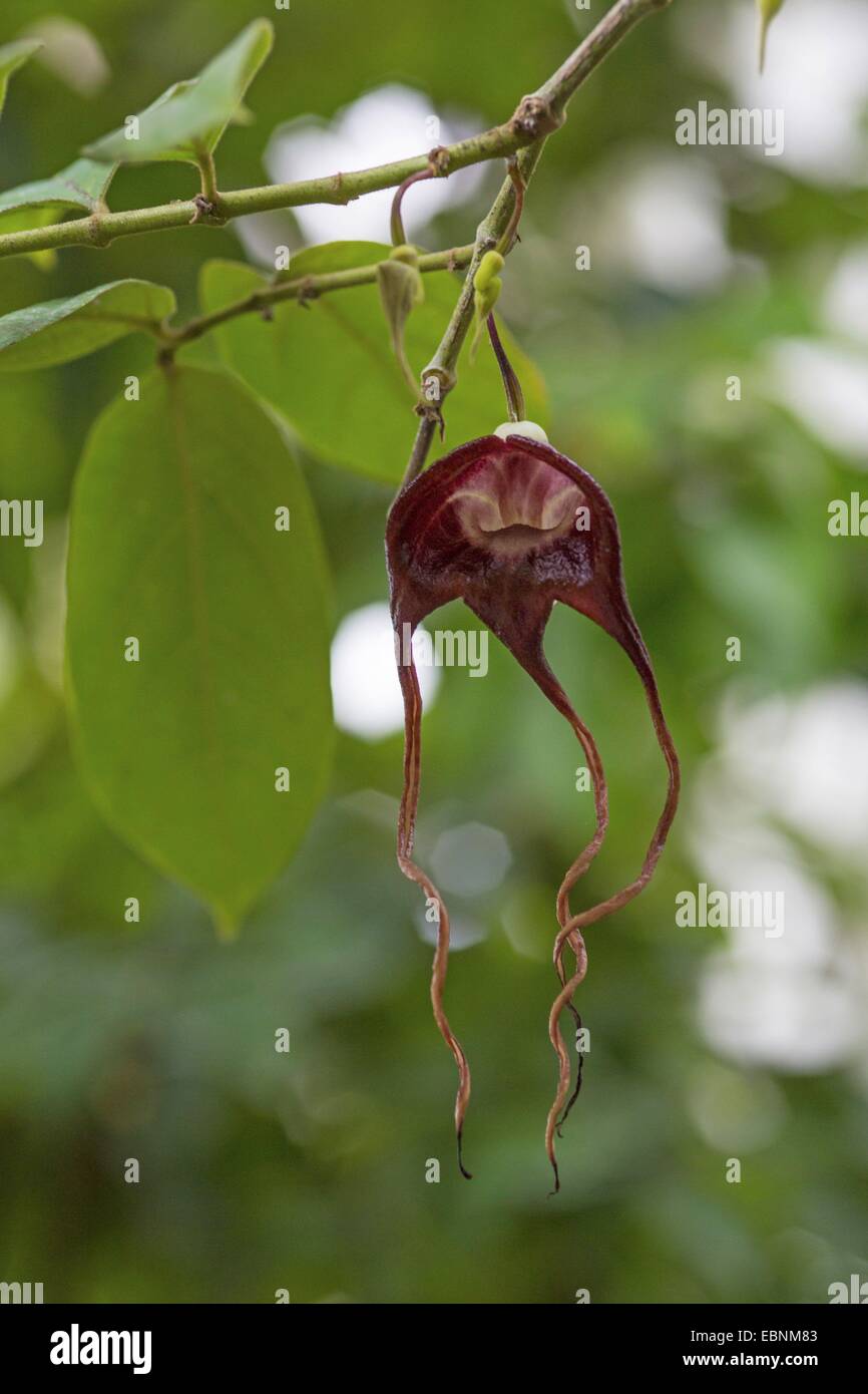 (Birthwort Aristolochia tricaudata), fiore Foto Stock