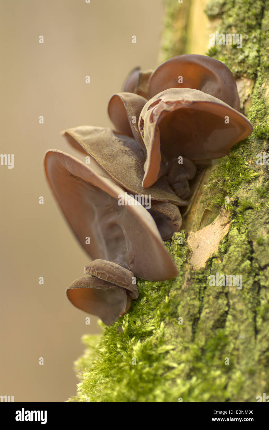 Jelly orecchio (Auricularia padiglione auricolare-judae, Hirneola padiglione auricolare-judae), di corpi fruttiferi sul tronco di albero, Germania Foto Stock