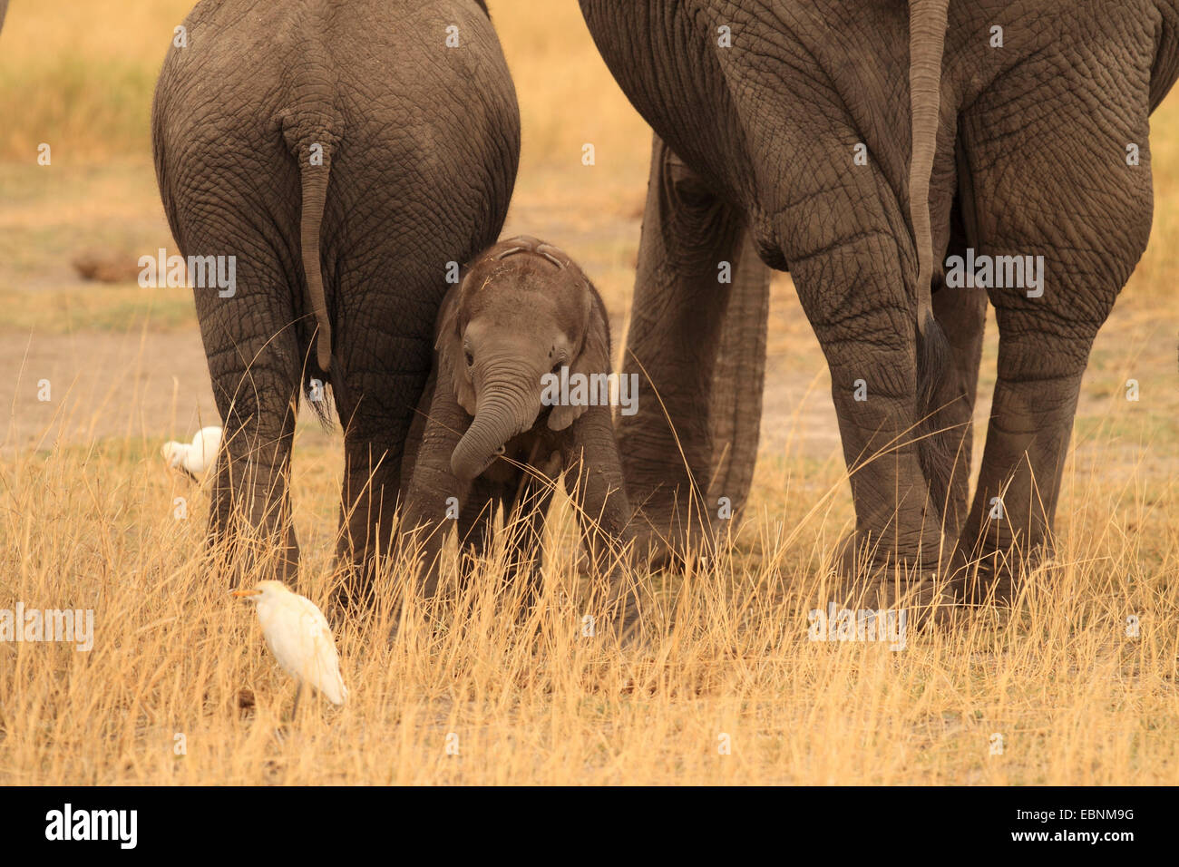 Elefante africano (Loxodonta africana), baby elephant tra bambini e adulti elefanti, Kenya, Amboseli National Park Foto Stock