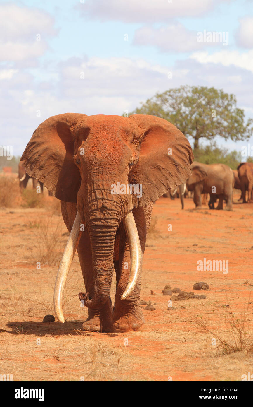 Elefante africano (Loxodonta africana), antico e forte bull elephant, Kenya, parco nazionale orientale di Tsavo Foto Stock