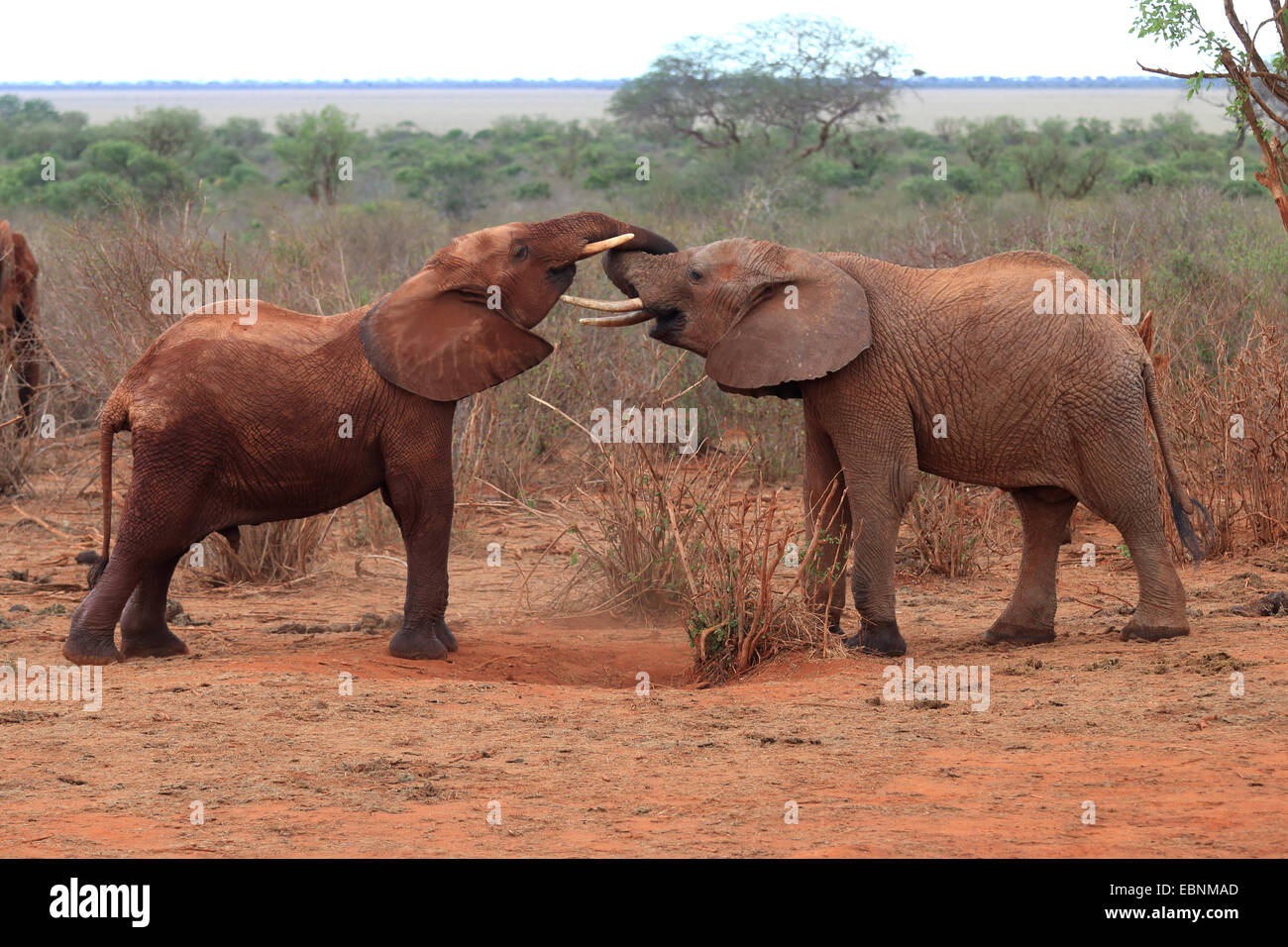 Elefante africano (Loxodonta africana), riproduzione di giovani elefanti, Kenya, parco nazionale orientale di Tsavo Foto Stock