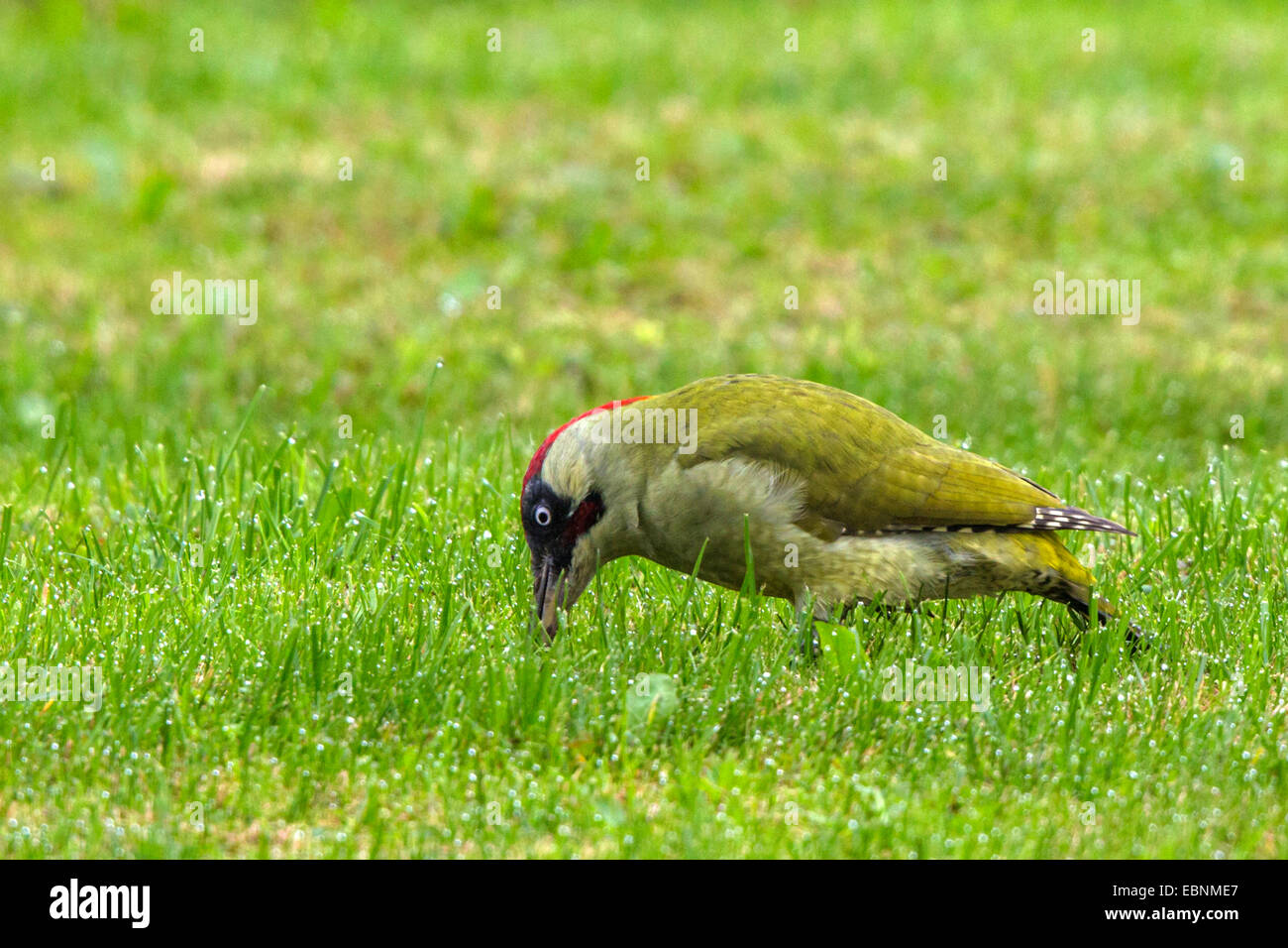 Picchio verde (Picus viridis), si nutrono di formiche in un prato umido di rugiada, uccello dell'anno 2014, in Germania, in Baviera Foto Stock