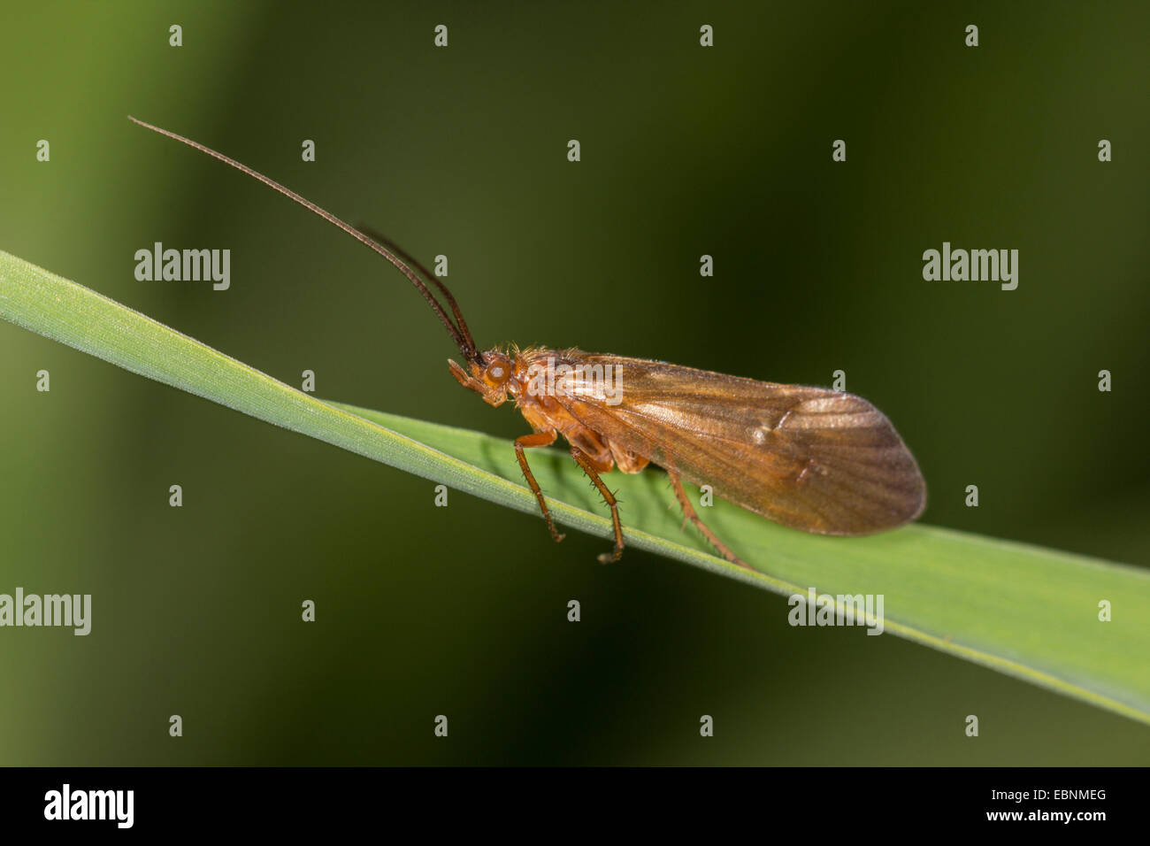 Caddis vola (tricotteri), caddis volare sulla lama di erba, in Germania, in Baviera Foto Stock