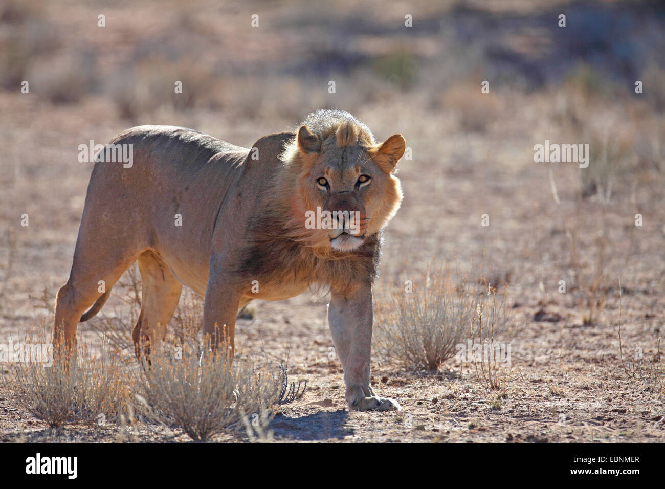 Lion (Panthera leo), maschio passeggiate in valle Auob, Sud Africa, Kgalagadi transfrontaliera Parco Nazionale Foto Stock
