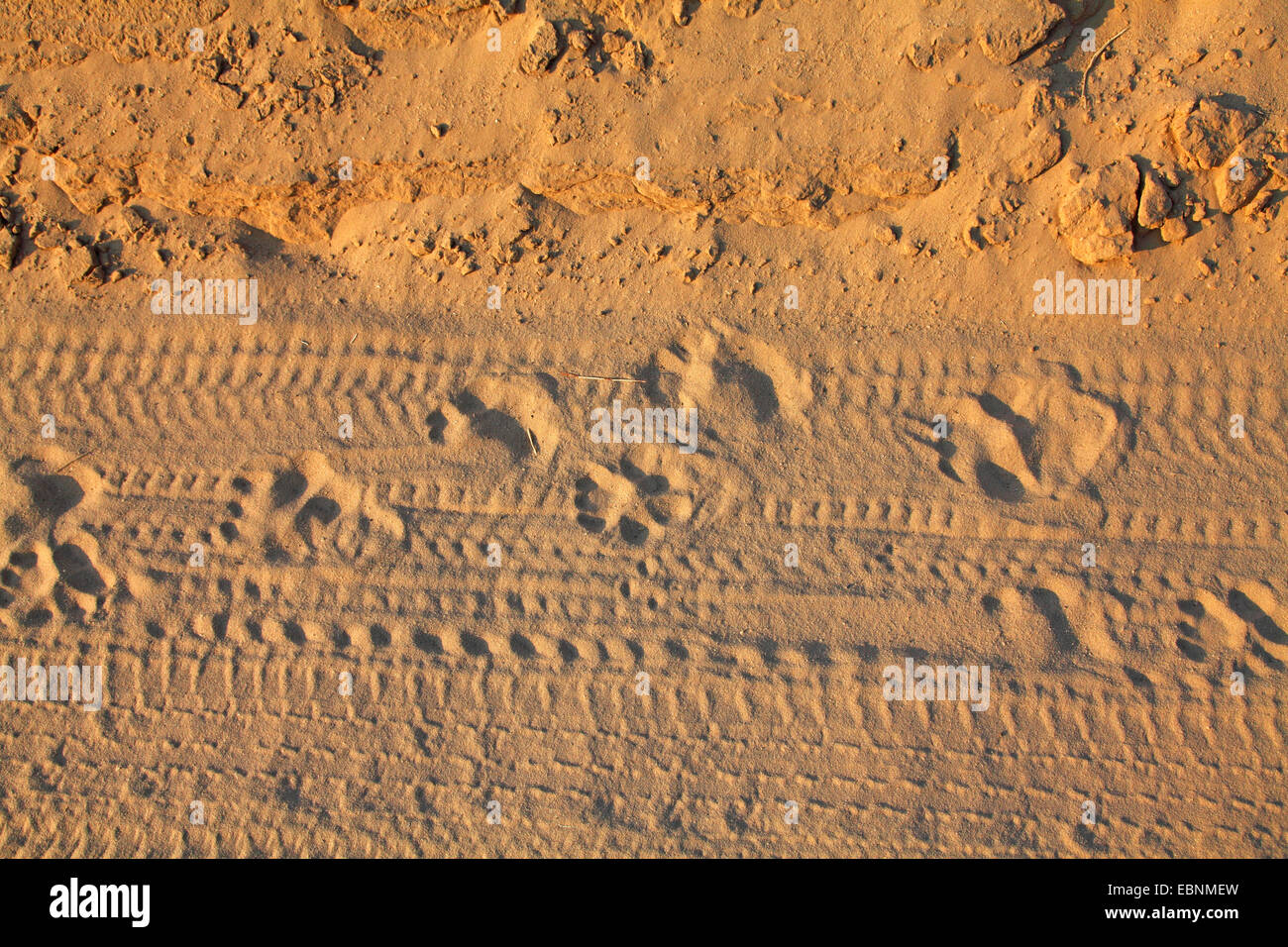Lion (Panthera leo), trackways nella sabbia, Sud Africa, Kgalagadi transfrontaliera Parco Nazionale Foto Stock