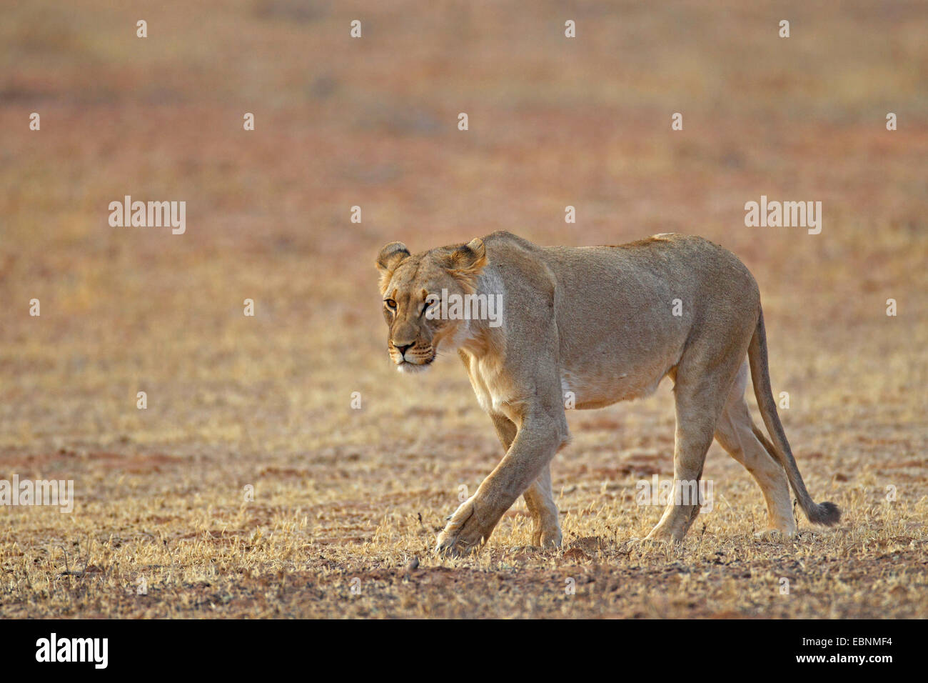 Lion (Panthera leo), femmina passeggiate in semi-deserto, Sud Africa, Kgalagadi transfrontaliera Parco Nazionale Foto Stock