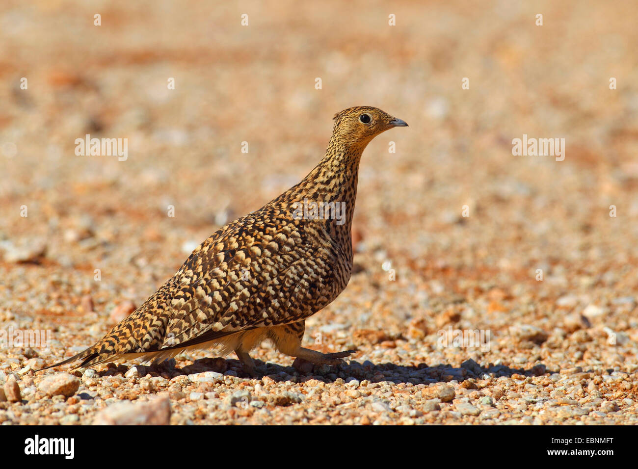 Namaqua sandgrouse (Pterocles namaqua), femmina sorge sul terreno, Sud Africa, Augrabies Falls National Park Foto Stock