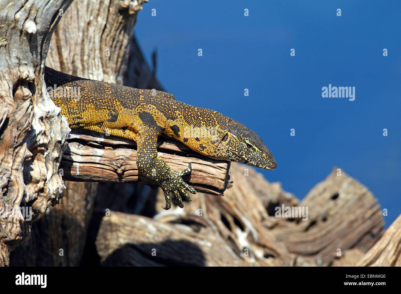 Monitor del Nilo (Varanus niloticus), il monitor si trova su un albero morto, ritratto del capo, in Sud Africa, Parco Nazionale di Pilanesberg Foto Stock