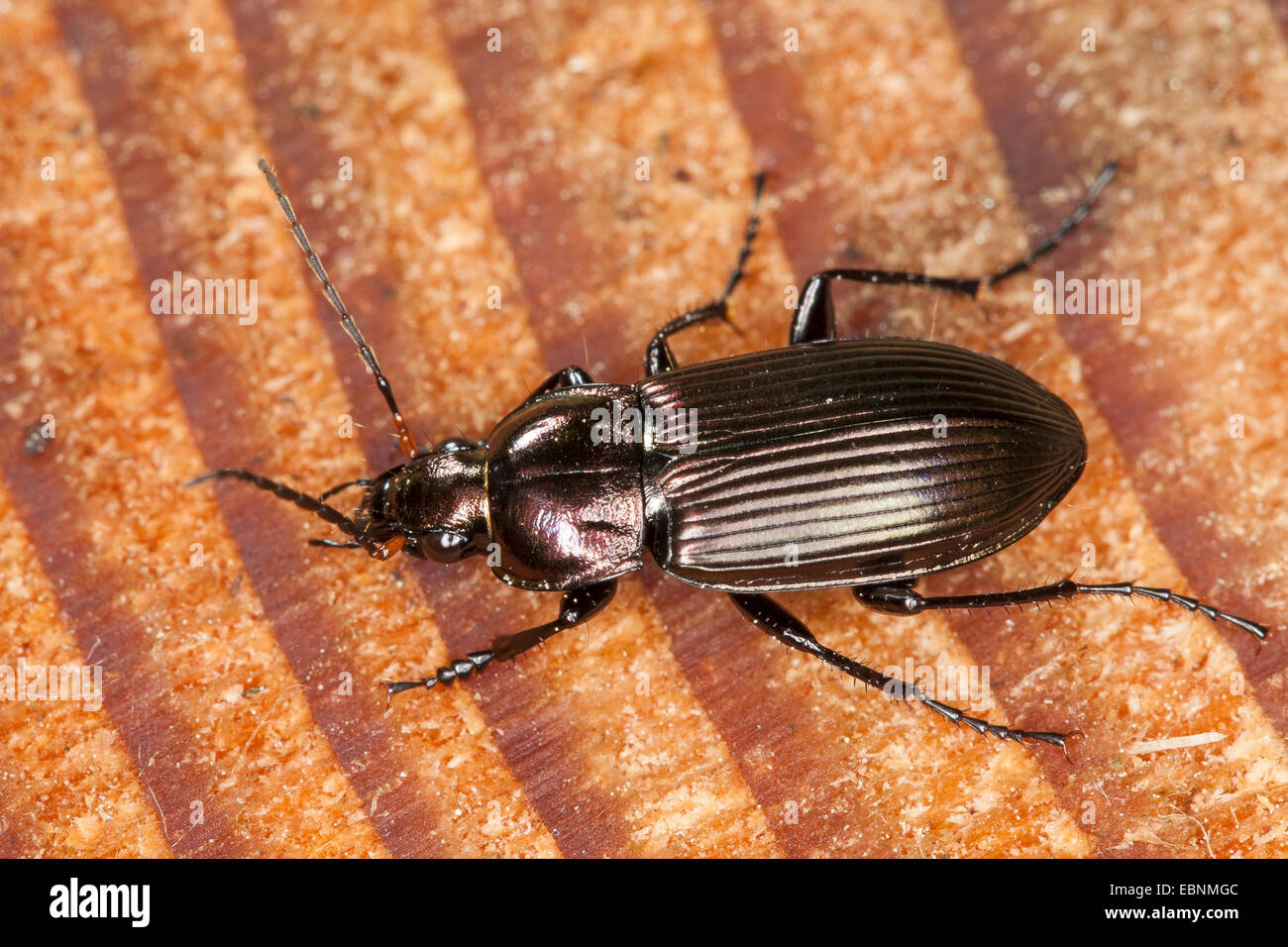 Pioggia beetle (Pterostichus cupreus, Poecilus cupreus), sulla fetta di albero, Germania Foto Stock