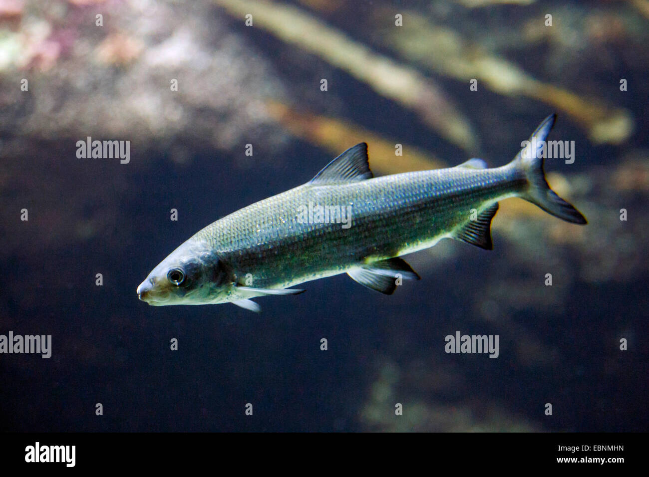 Houting (Coregonus oxyrhynchus, Coregonus oxyrinchus, Coregonus lavaretus oxyrhynchus), nuoto Foto Stock