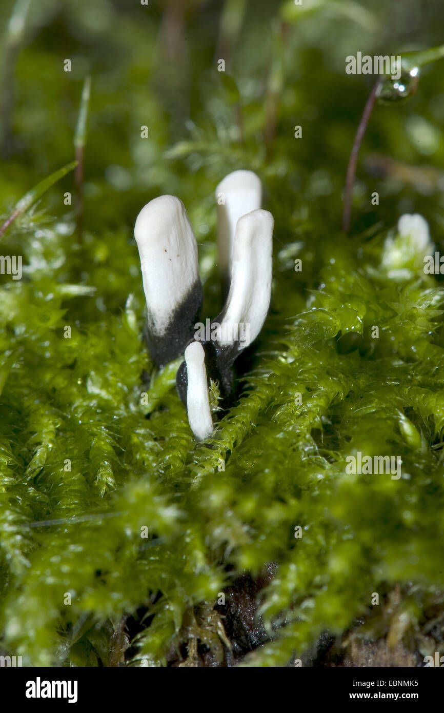 Fungo candlesnuff (Xylaria hypoxylon), di corpi fruttiferi mi moss, Germania Foto Stock