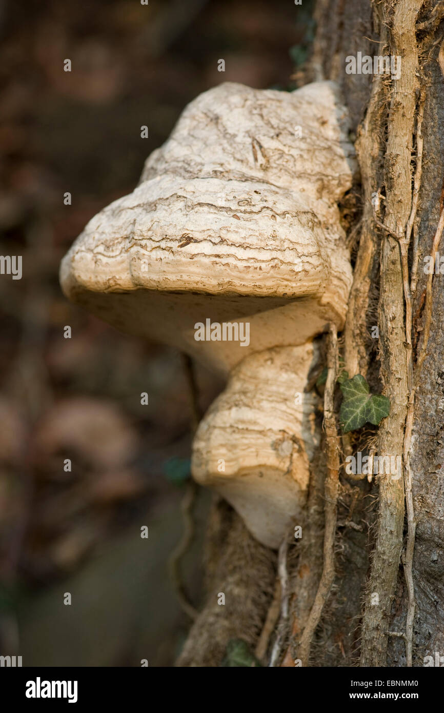 Zoccolo fungo, tinder staffa (Fomes fomentarius), corpo fruttifero a tronco di albero, Germania Foto Stock