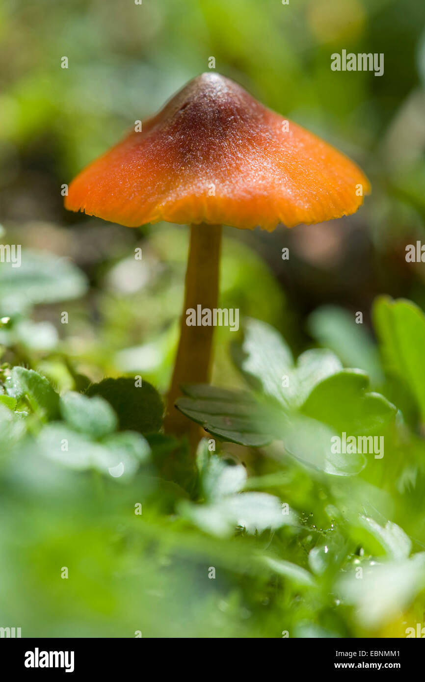 Strega cappello di cera conica tappo conico cappuccio viscido (Hygrocybe conica, Hygrocybe nigrescens), sul suolo della foresta, Germania Foto Stock