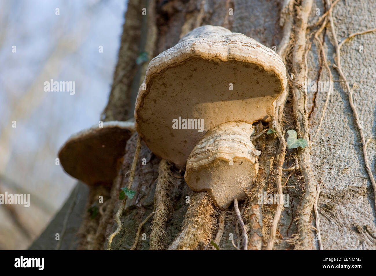 Zoccolo fungo, tinder staffa (Fomes fomentarius), a tronco di albero, Germania Foto Stock