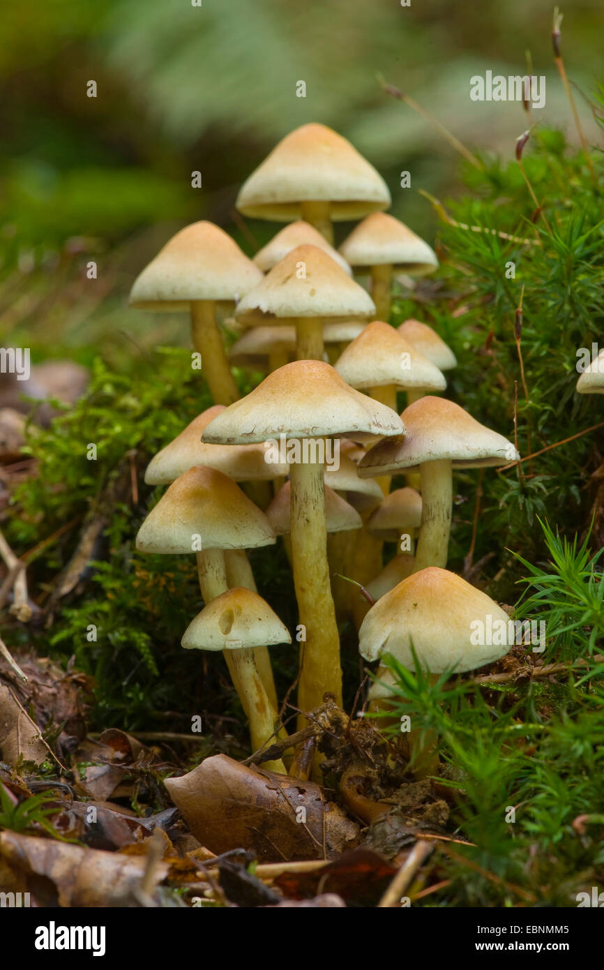 Ciuffo di zolfo (Hypholoma fasciculare), molti corpi fruttiferi su albero di muschio intoppo, Germania Foto Stock