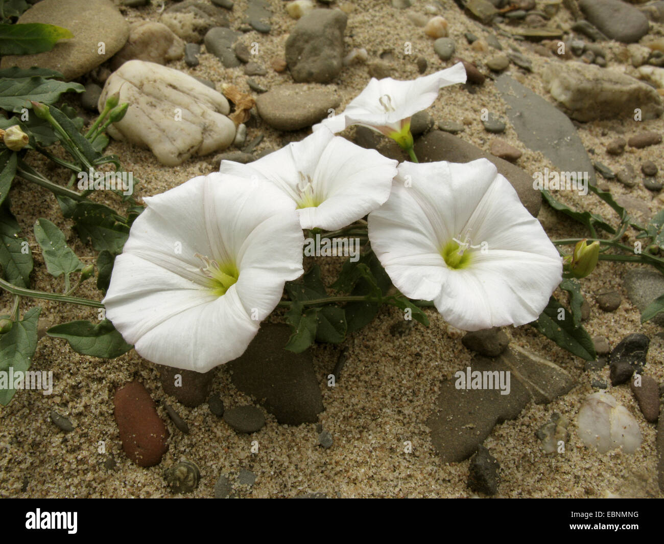 Campo centinodia, campo di mattina-gloria, piccole centinodia (Convolvulus arvense), fioritura, Germania Foto Stock