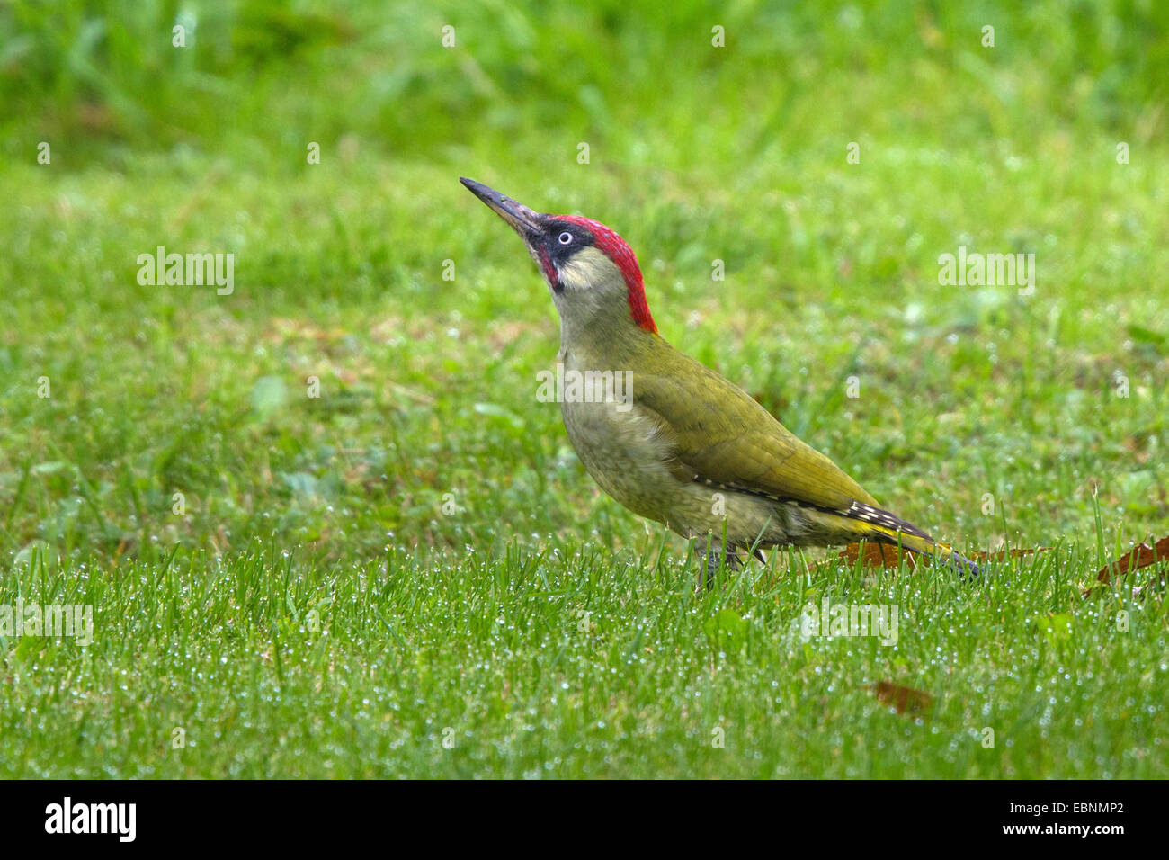Picchio verde (Picus viridis), si nutrono di formiche in un prato umido di rugiada, uccello dell'anno 2014, in Germania, in Baviera Foto Stock