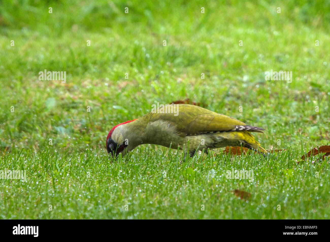 Picchio verde (Picus viridis), si nutrono di formiche in un prato, uccello dell'anno 2014, in Germania, in Baviera Foto Stock