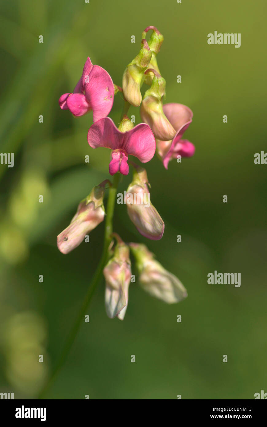 Peavine piatta, stretta-lasciava everlasting pea (Lathyrus sylvestris), infiorescenza, Germania Foto Stock