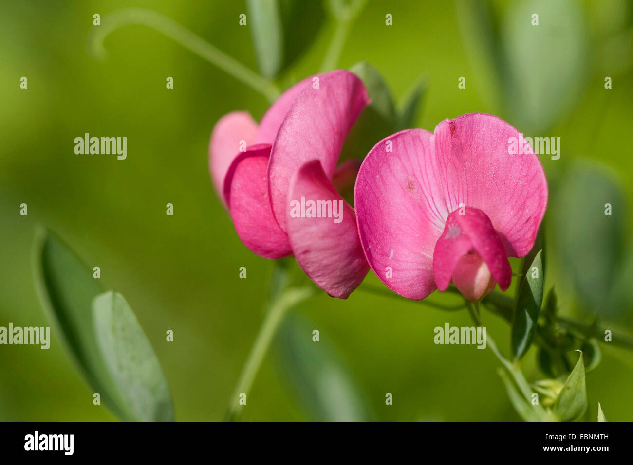 Terra-dado, peavine vetchling tuberosa, tuberose pisello (Lathyrus tuberosus), fioritura, Germania Foto Stock