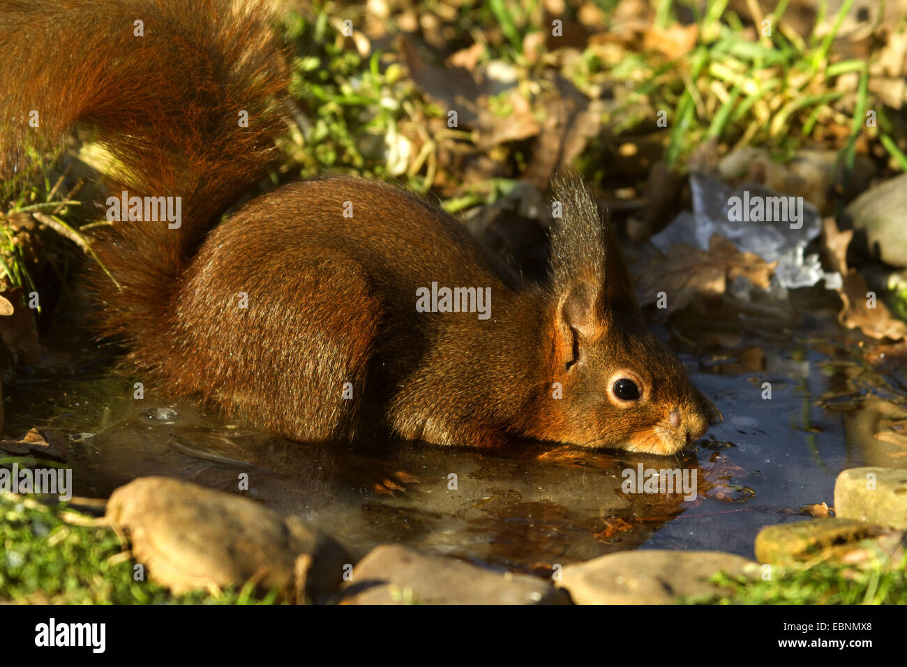 Unione scoiattolo rosso, Eurasian red scoiattolo (Sciurus vulgaris), rompendo il ghiaccio su un uccello bagno, Germania Foto Stock