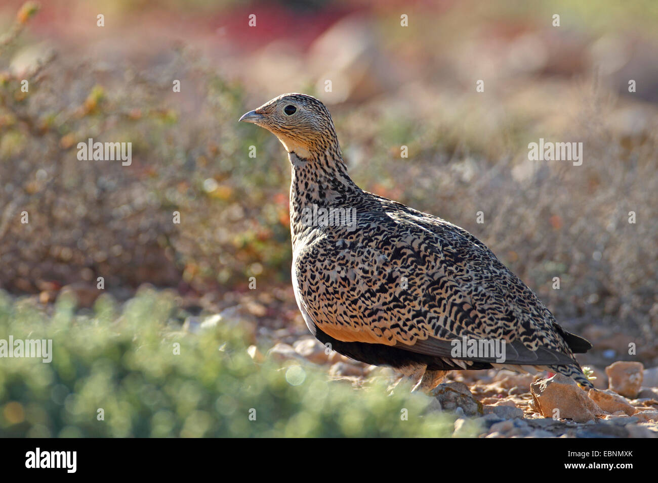 Rospo sandgrouse (Pterocles orientalis), femmina siede sulla terra in semi-deserto, Isole Canarie Fuerteventura Foto Stock