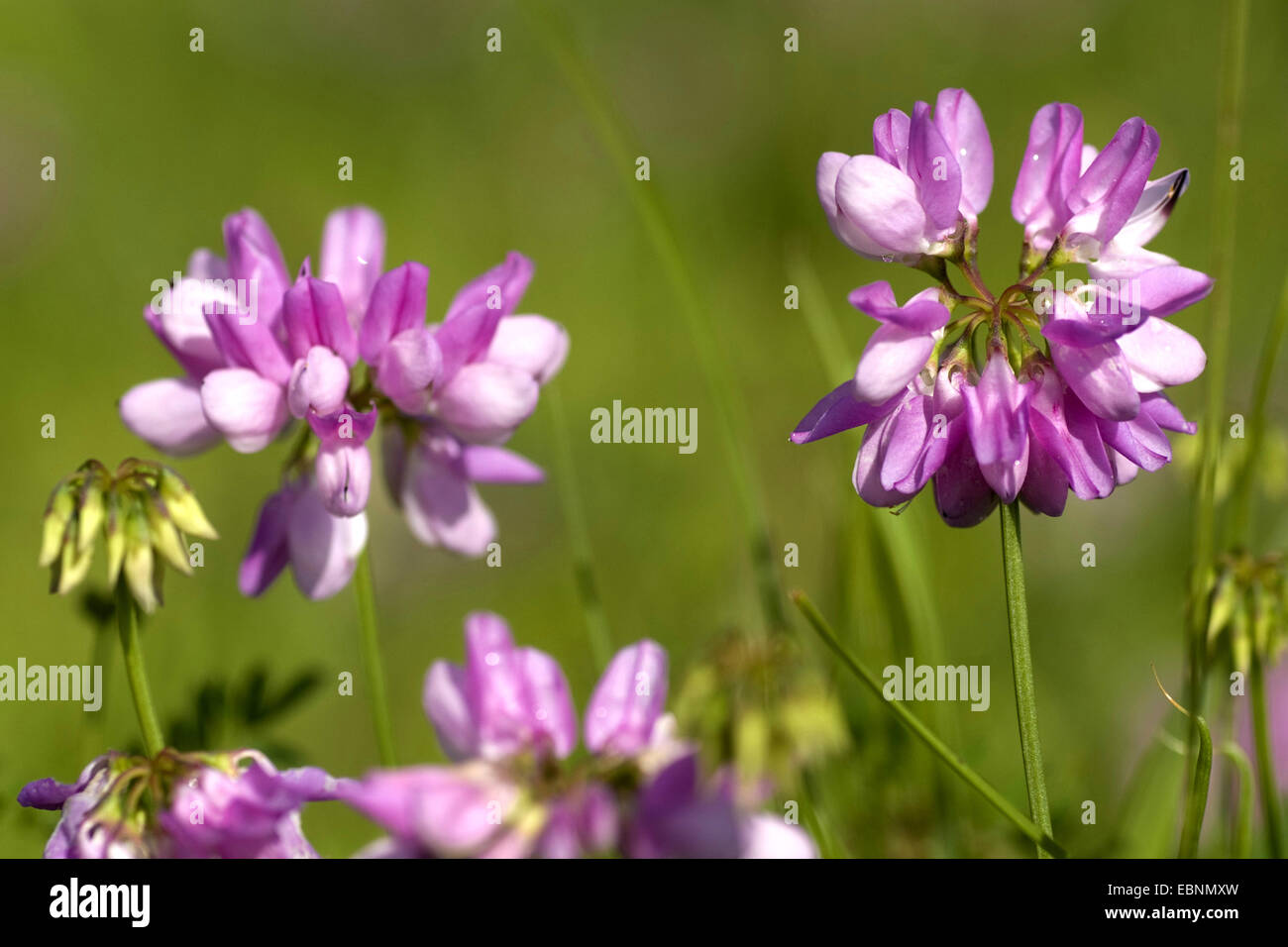 Crown vetch, finale crownvetch, corona comune-veccia (Securigera varia, Coronilla varia), fioritura, Germania Foto Stock