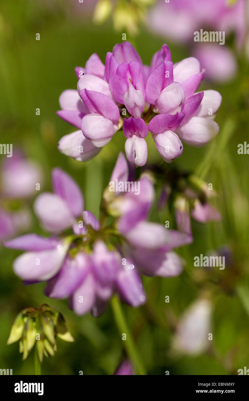 Crown vetch, finale crownvetch, corona comune-veccia (Securigera varia, Coronilla varia), fioritura, Germania Foto Stock