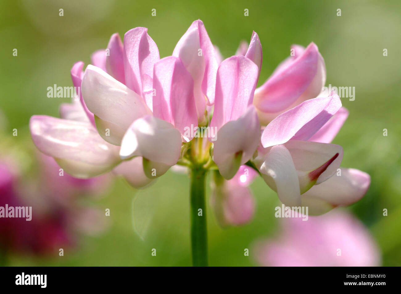 Crown vetch, finale crownvetch, corona comune-veccia (Securigera varia, Coronilla varia), infiorescenza, Germania Foto Stock