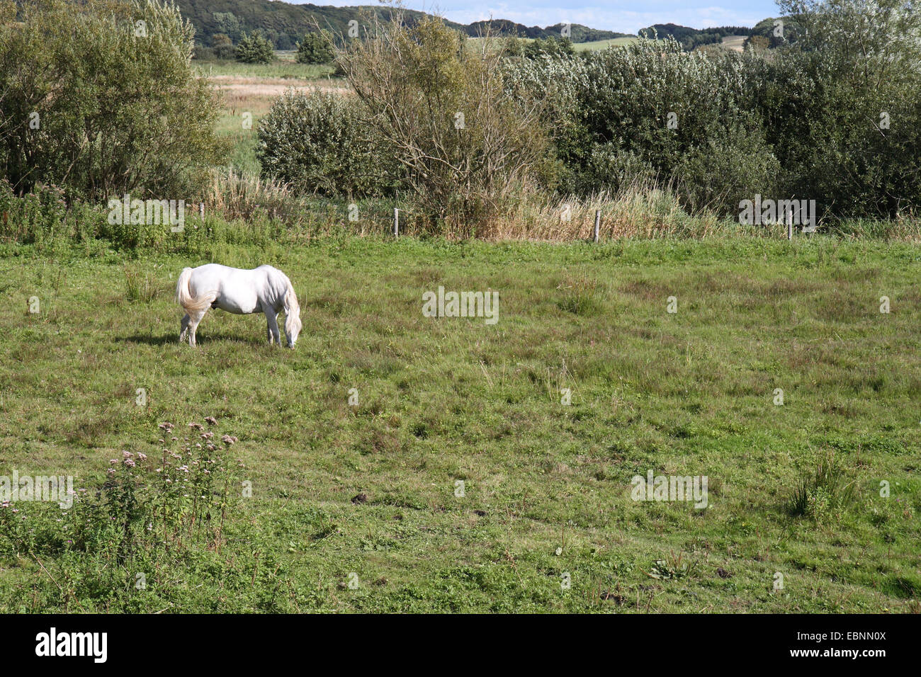 Cavallo bianco in un campo nei pressi di Ebeltoft, Danimarca Foto Stock