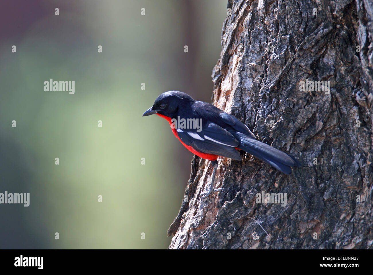 La Burchell gonolek (Laniarius atrococcineus), maschio seduti ad un albero, Sud Africa, Parco Nazionale di Pilanesberg Foto Stock
