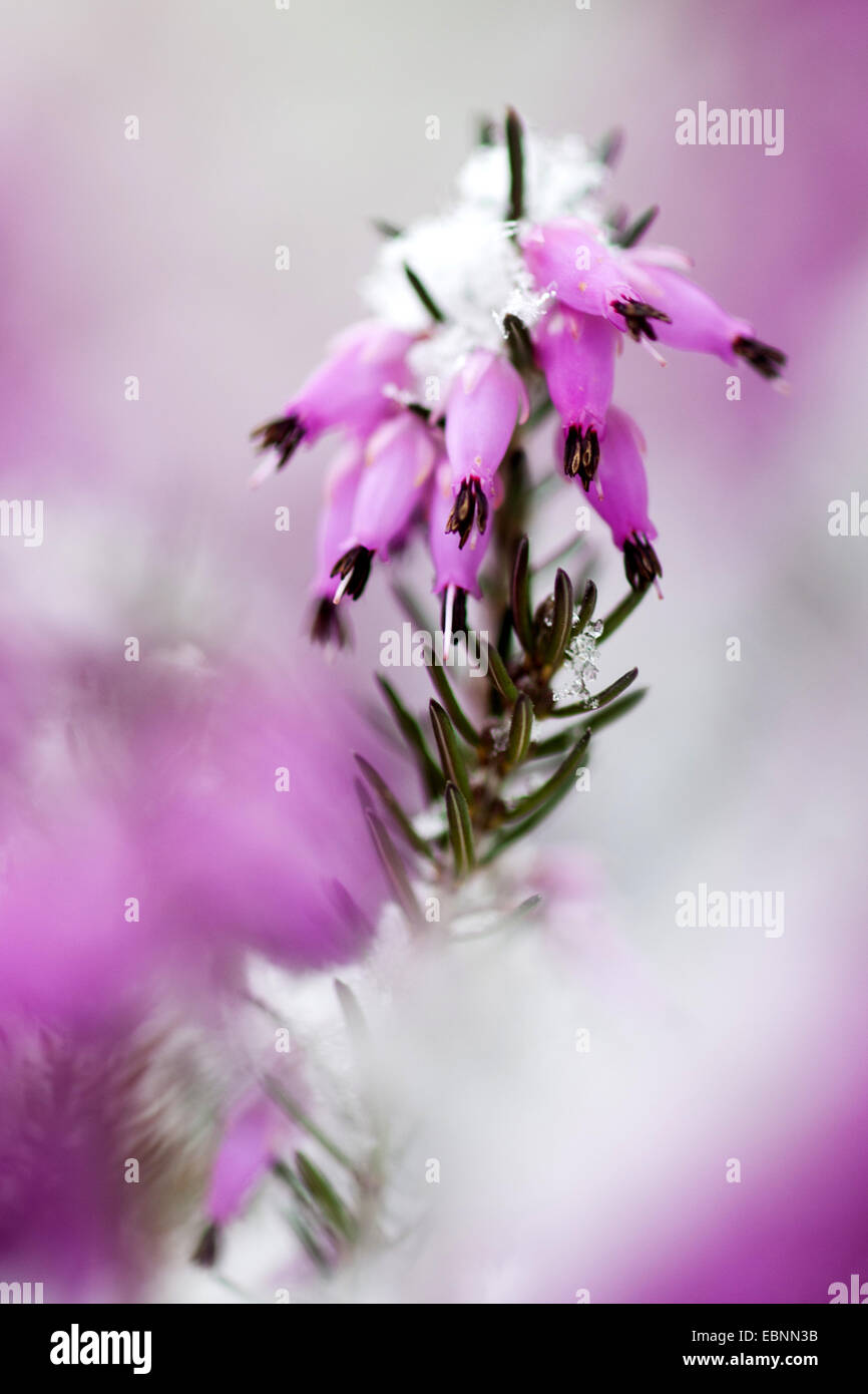 La molla di erica (Erica herbacea, Erica carnea), in presenza di neve, GERMANIA Baden-Wuerttemberg Foto Stock