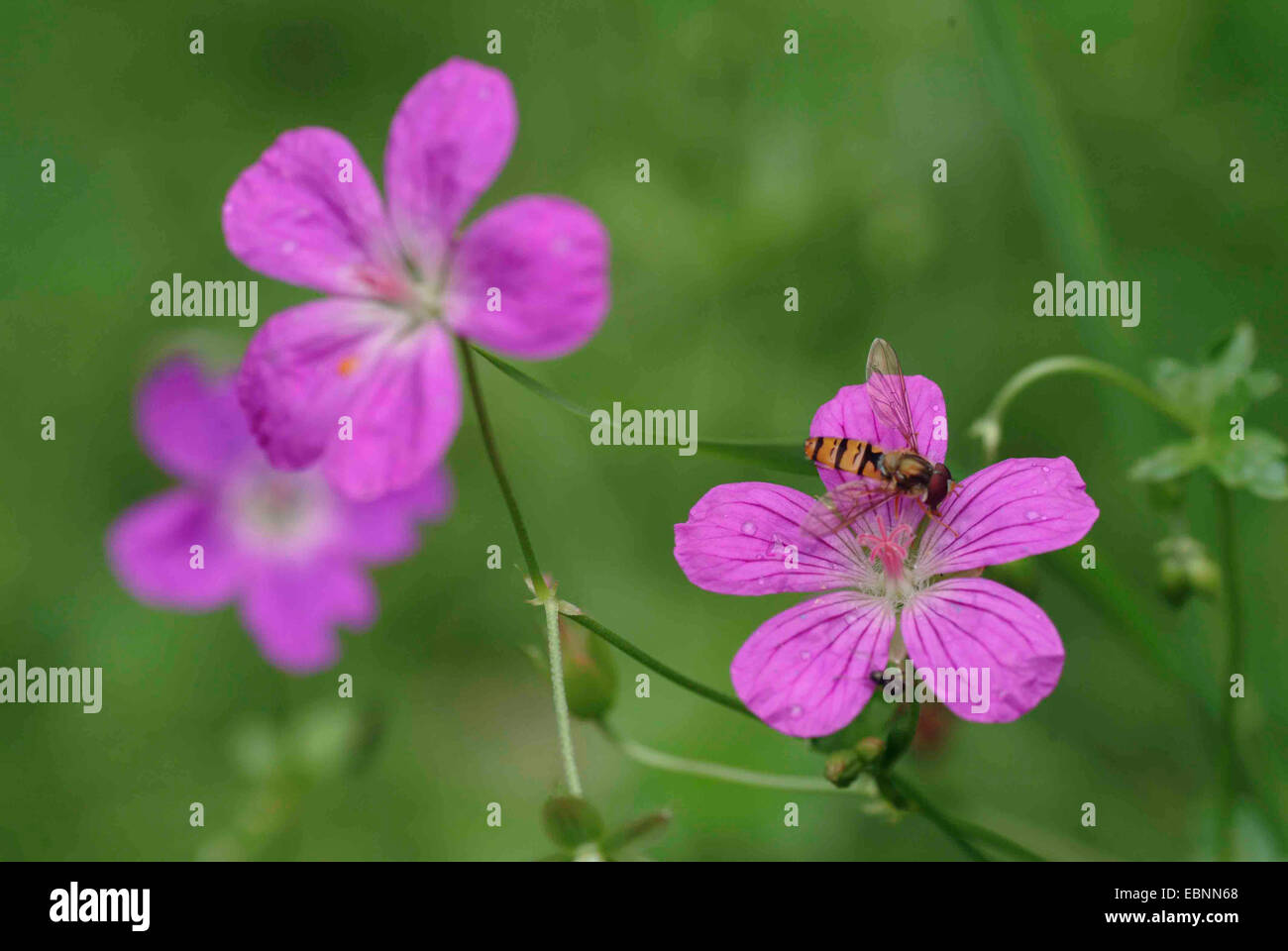 Marsh cranesbill (Geranio palustre), fiori con hoverfly, Germania Foto Stock