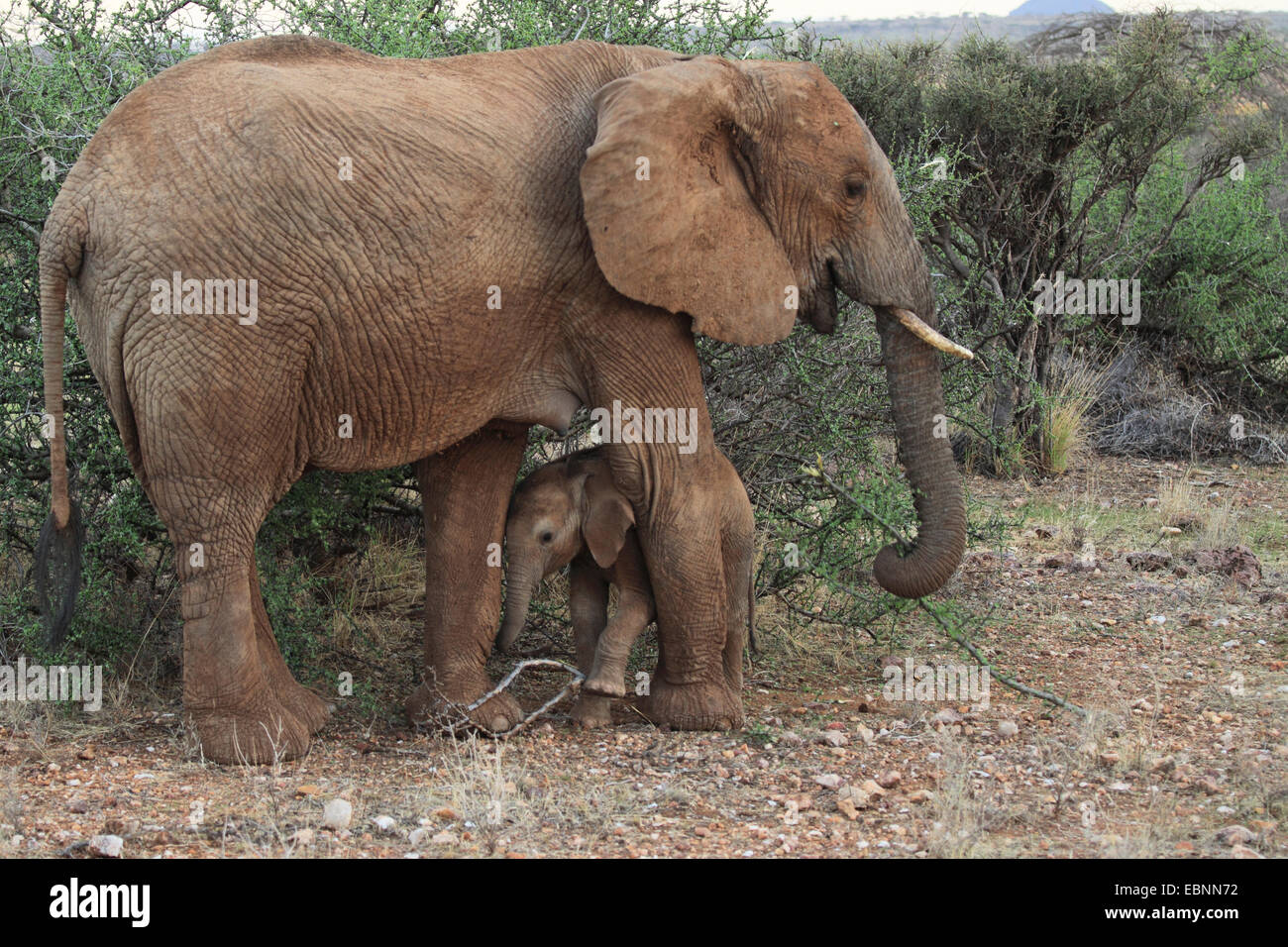 Elefante africano (Loxodonta africana), mucca elefante con vitello, Kenya, Samburu Riserva nazionale Foto Stock