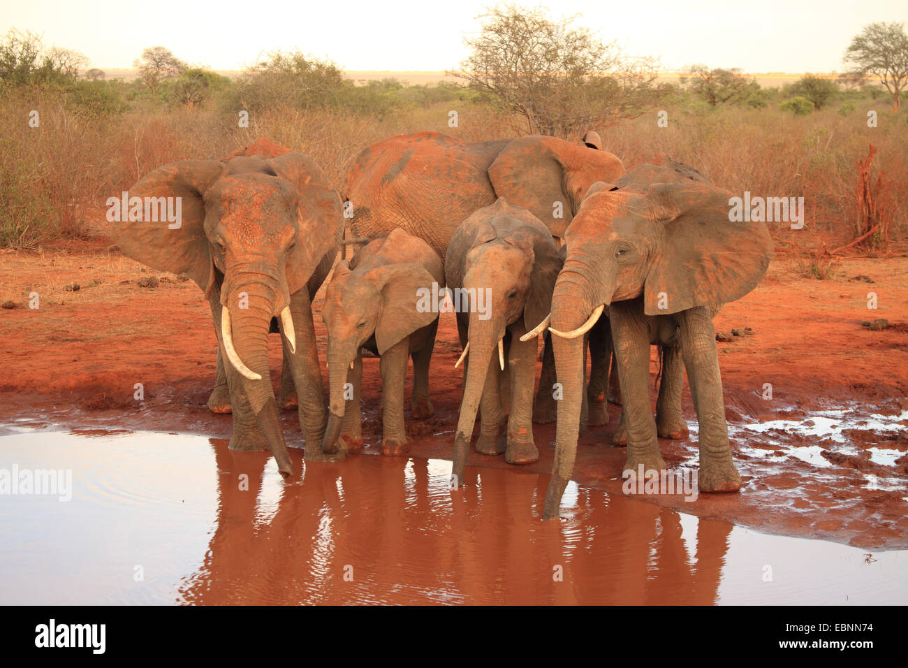 Elefante africano (Loxodonta africana), elefanti bevendo al foro per l'acqua, Kenya, parco nazionale orientale di Tsavo Foto Stock