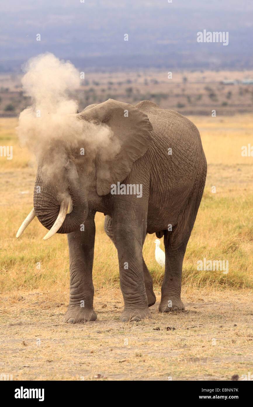 Elefante africano (Loxodonta africana), prendere un bagno di polvere, Kenya, Amboseli National Park Foto Stock