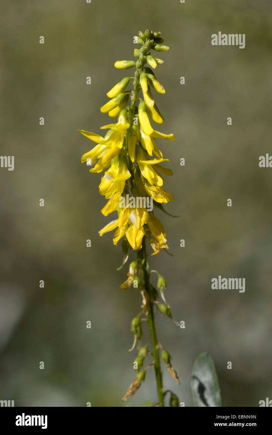 Melilot comune, melilot nervata, melilot giallo, giallo sweetclover, Meliloto (Melilotus officinalis), infiorescenza, Germania Foto Stock