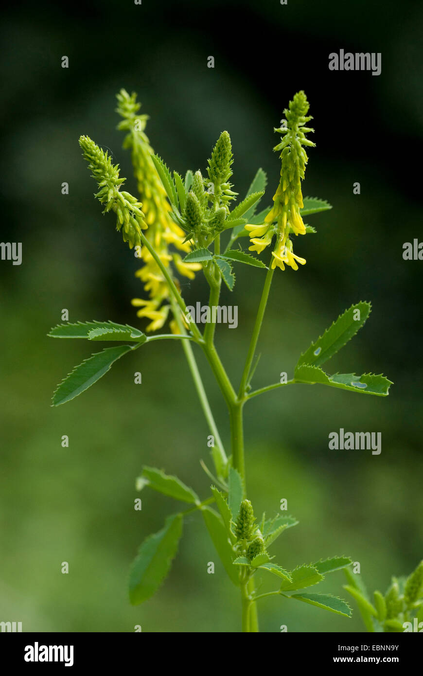 Melilot comune, melilot nervata, melilot giallo, giallo sweetclover, Meliloto (Melilotus officinalis), infiorescenza, Germania Foto Stock