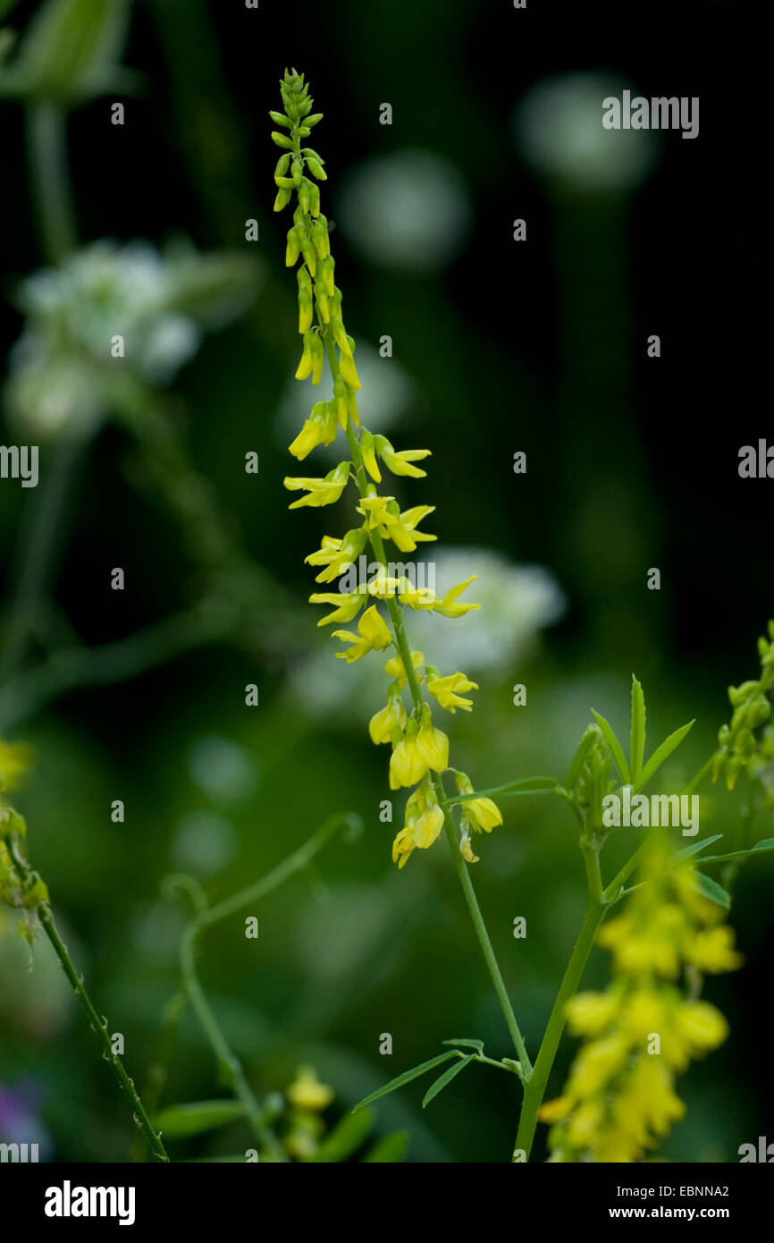 Melilot comune, melilot nervata, melilot giallo, giallo sweetclover, Meliloto (Melilotus officinalis), infiorescenza, Germania Foto Stock