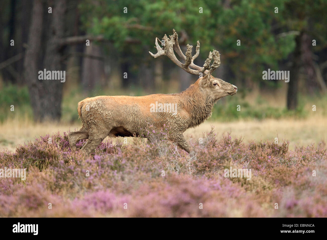 Il cervo (Cervus elaphus), maschio dominante sul terreno solchi, Paesi Bassi Foto Stock
