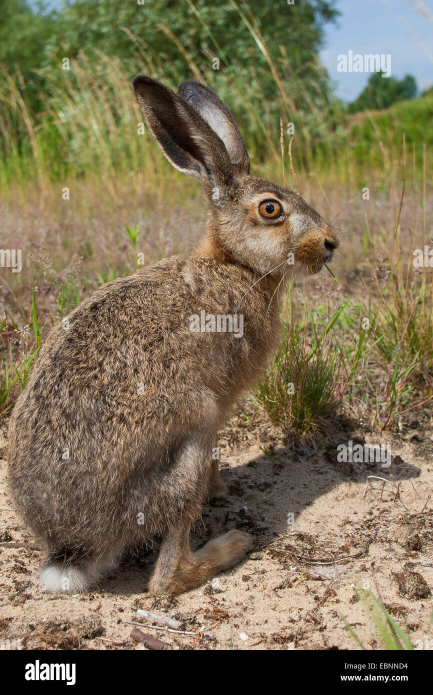 Lepre europea, Marrone lepre (Lepus europaeus), seduti in un prato, Germania Foto Stock