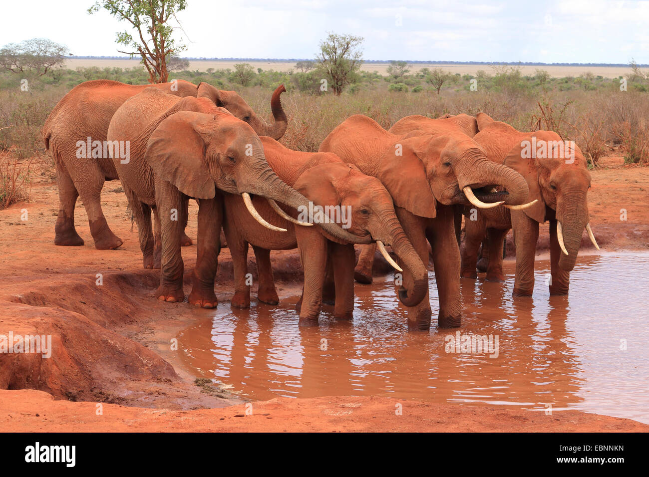 Elefante africano (Loxodonta africana), elefanti bevendo al foro per l'acqua, Kenya, parco nazionale orientale di Tsavo Foto Stock