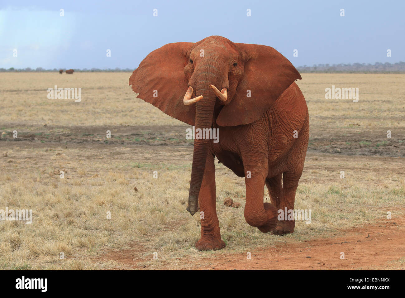 Elefante africano (Loxodonta africana), aggressivo l'elefante nella savana, Kenya, parco nazionale orientale di Tsavo Foto Stock